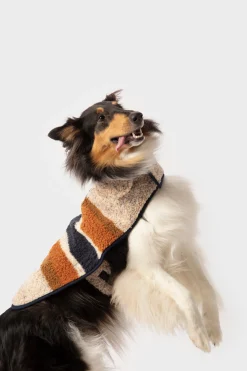 Sale Shinola Dog Coat Oat Stripe