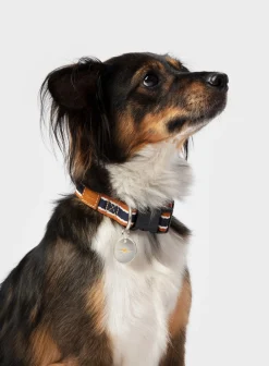 Discount Shinola Nylon Dog Collar
