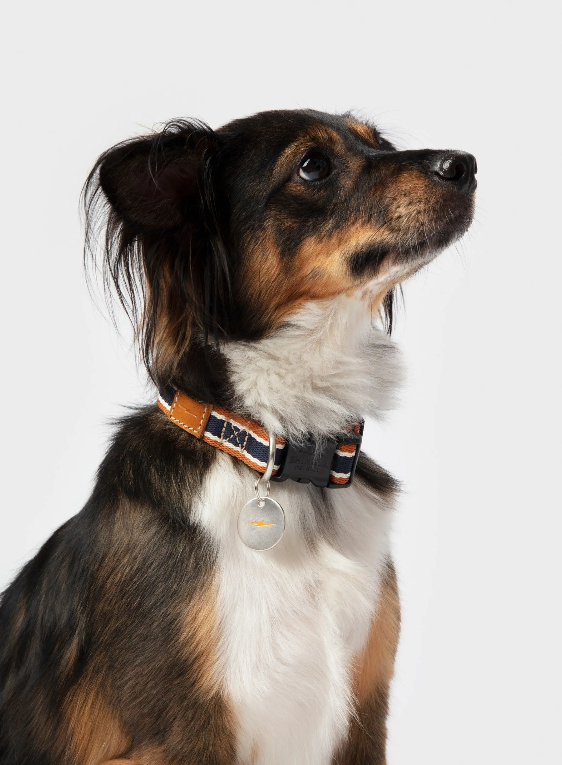 Discount Shinola Nylon Dog Collar